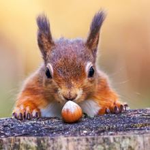 The Woodland Trust